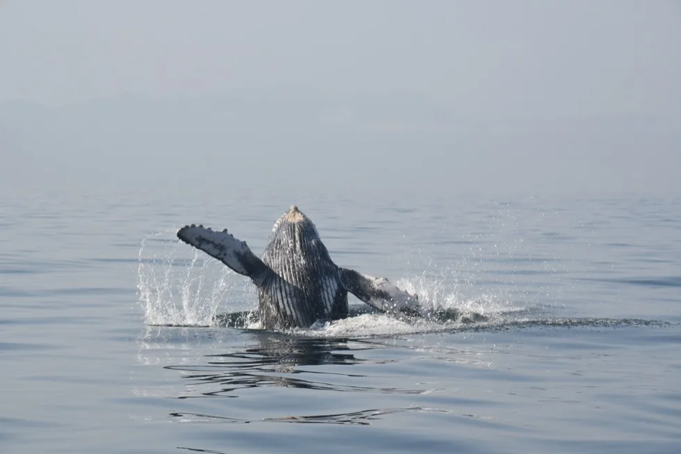 Ballena jorobada saltando, vista desde atrás