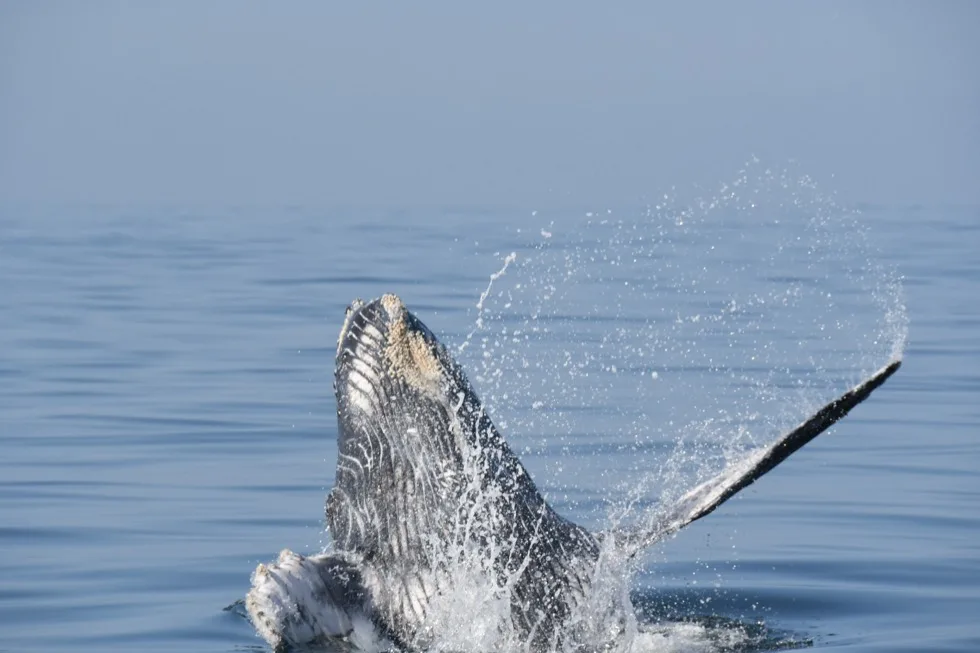 Ballena jorobada saltando con la aleta pectoral extendida