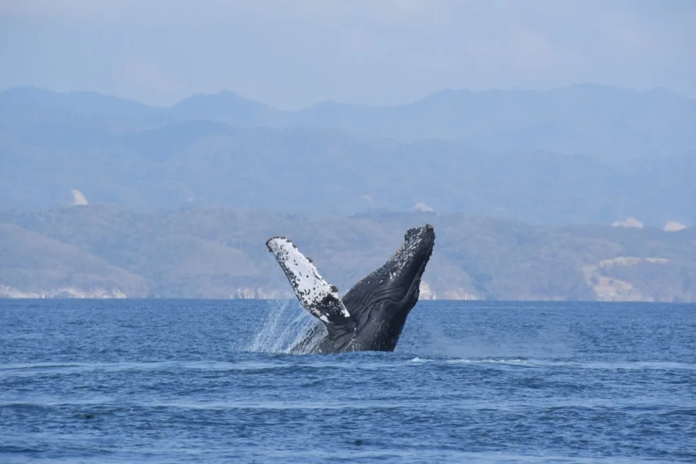 Ballena jorobada saltando con las montañas de la Bahía de Banderas de fondo