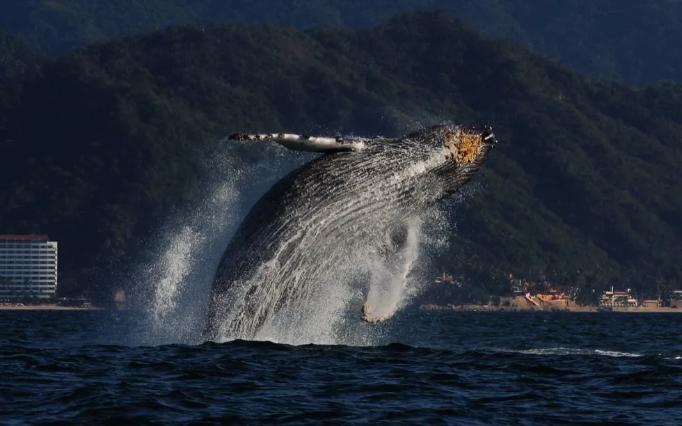 Ballena jorobada saltando frente a la costa de Puerto Vallarta