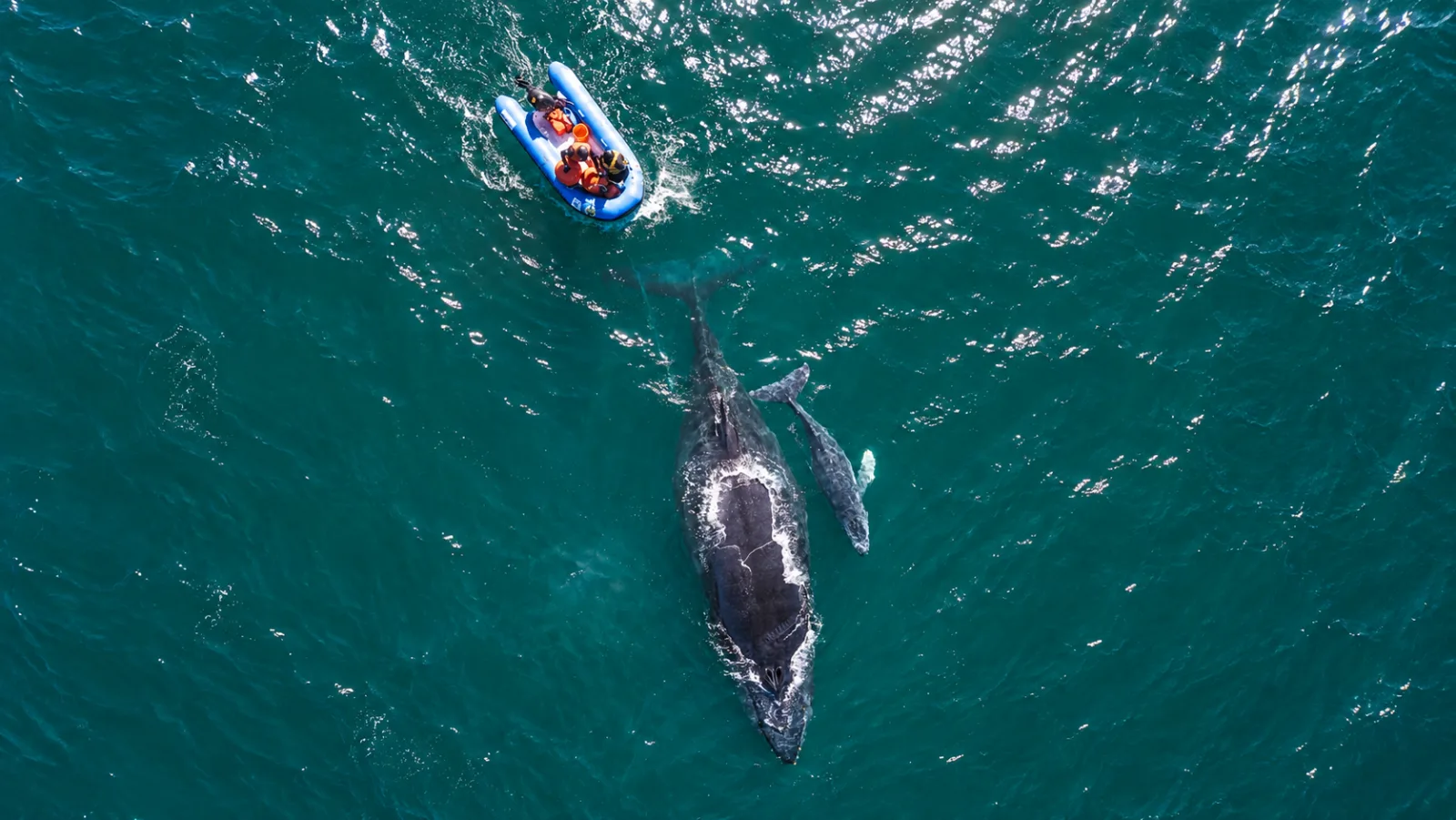 Mother and calf humpback whale swimming together