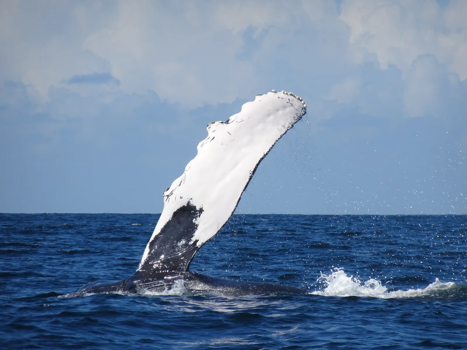 Humpback whale fluke clearly showing its unique identification pattern