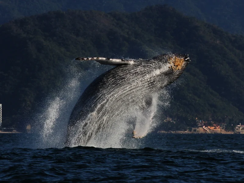 Ballena jorobada saltando frente a los cerros verdes de Puerto Vallarta