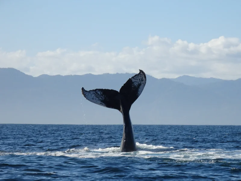 Cola de ballena jorobada fuera del agua con la Sierra Madre de fondo
