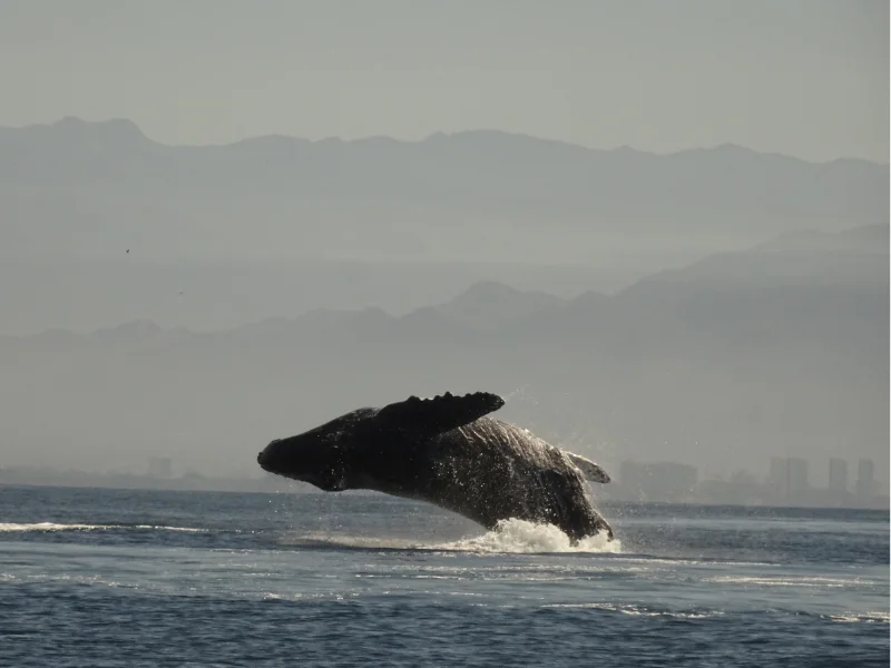 Ballena jorobada saltando entre la bruma matutina de la Bahía de Banderas