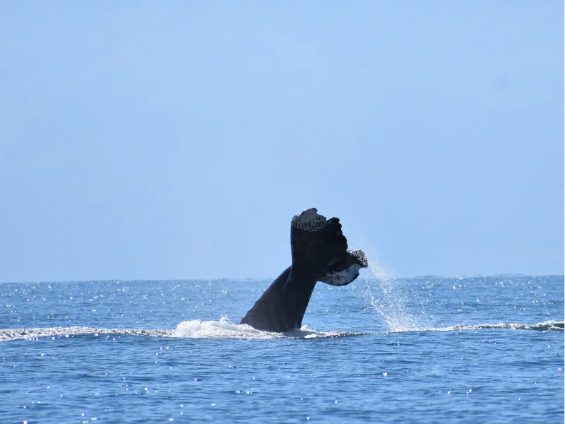 Ballena jorobada levantando la cola fuera del agua