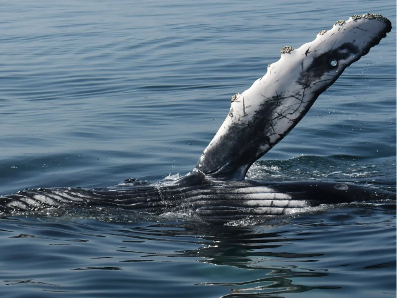 Aleta pectoral de ballena jorobada levantada sobre el agua en calma