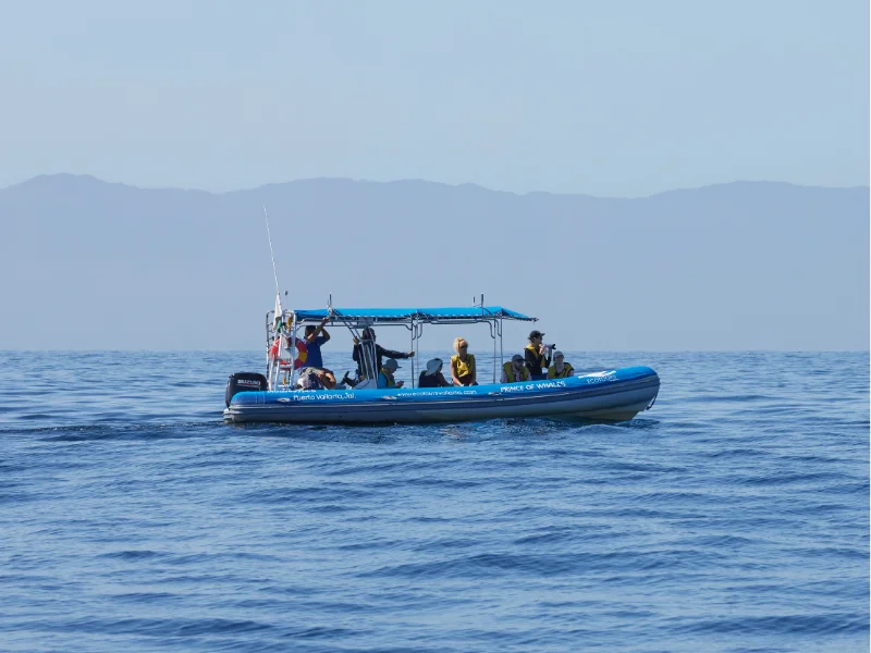 Bote de Ecotours Vallarta con turistas observando ballenas en la Bahía de Banderas