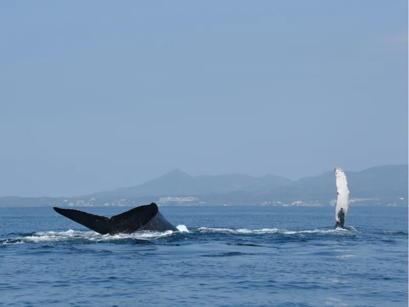 Dos ballenas jorobadas mostrando la cola y una aleta pectoral en la superficie