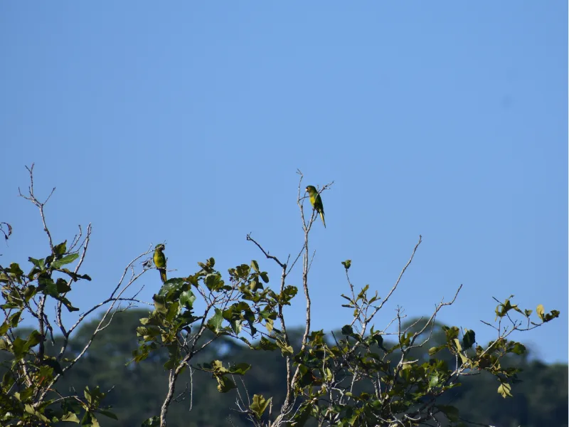 Small bird perched atop a treetop against a clear blue sky