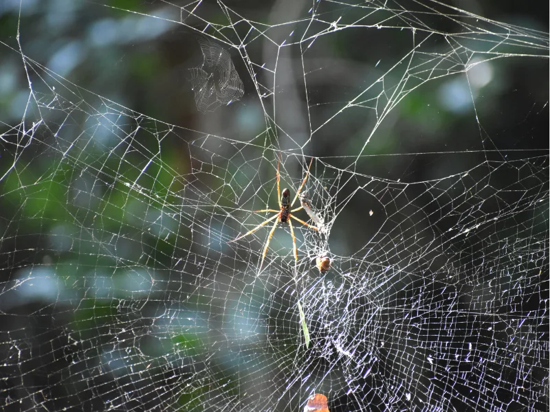 Spider in its web along the forest trail