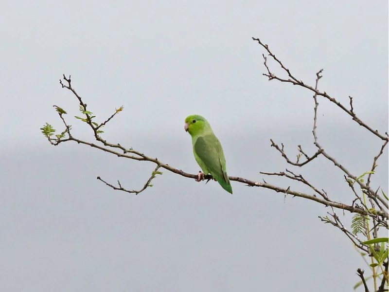 Mexican Parrotlet perched on a bare branch