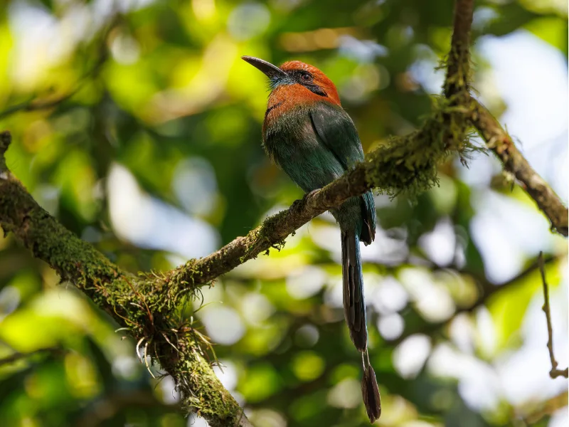 Russet-crowned Motmot perched on a branch in the forest