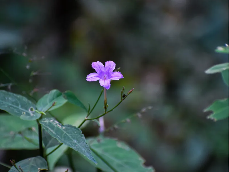 Purple wildflower blooming along the trail