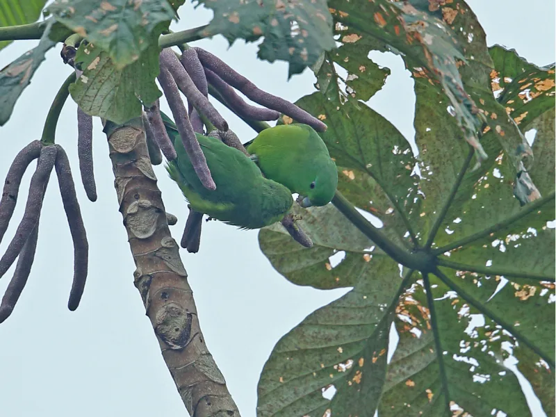 Green parrot feeding on seed pods in a tree