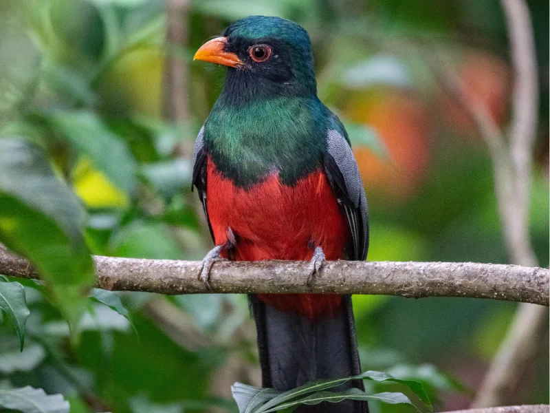 Elegant Trogon perched on a branch in the tropical forest
