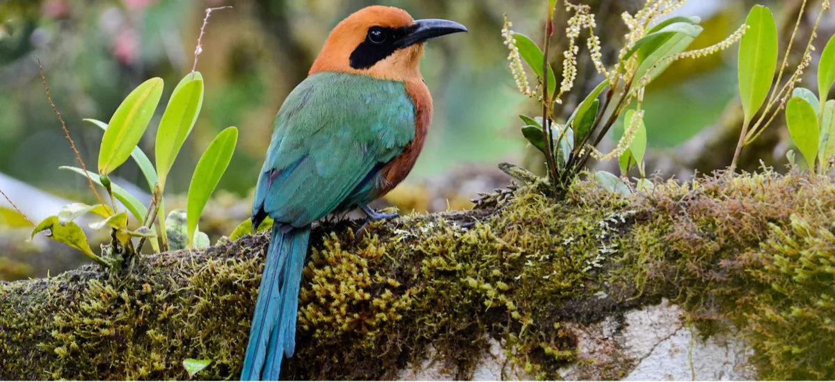 Russet-crowned Motmot perched on a moss-covered branch