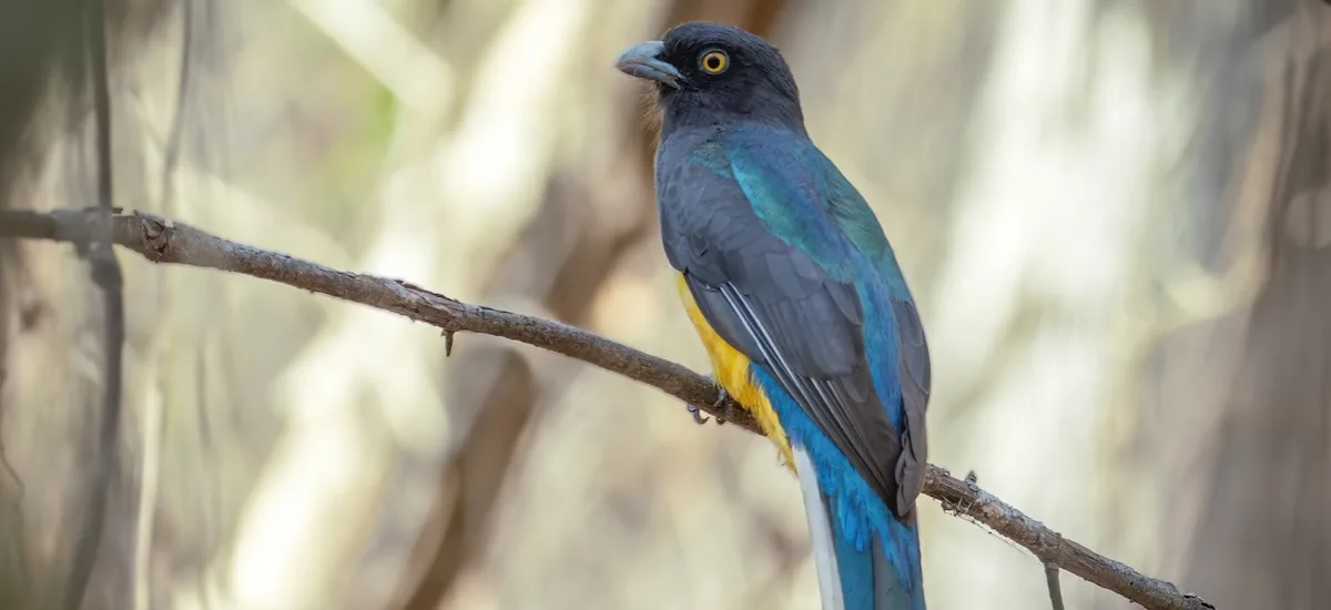 Citreoline Trogon perched on a branch in the tropical forest