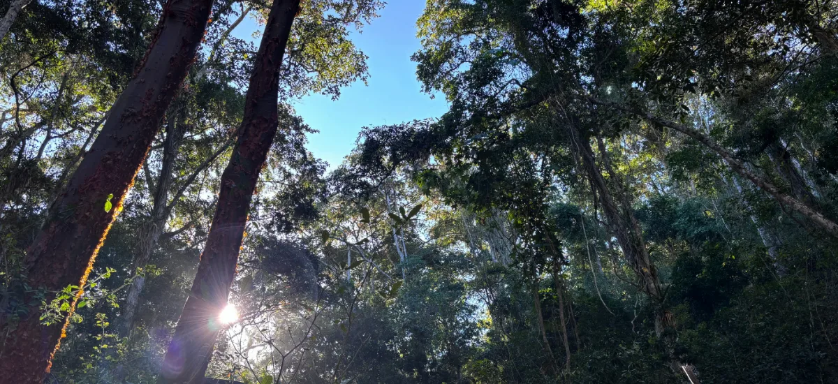 Sunlight filtering through the forest canopy