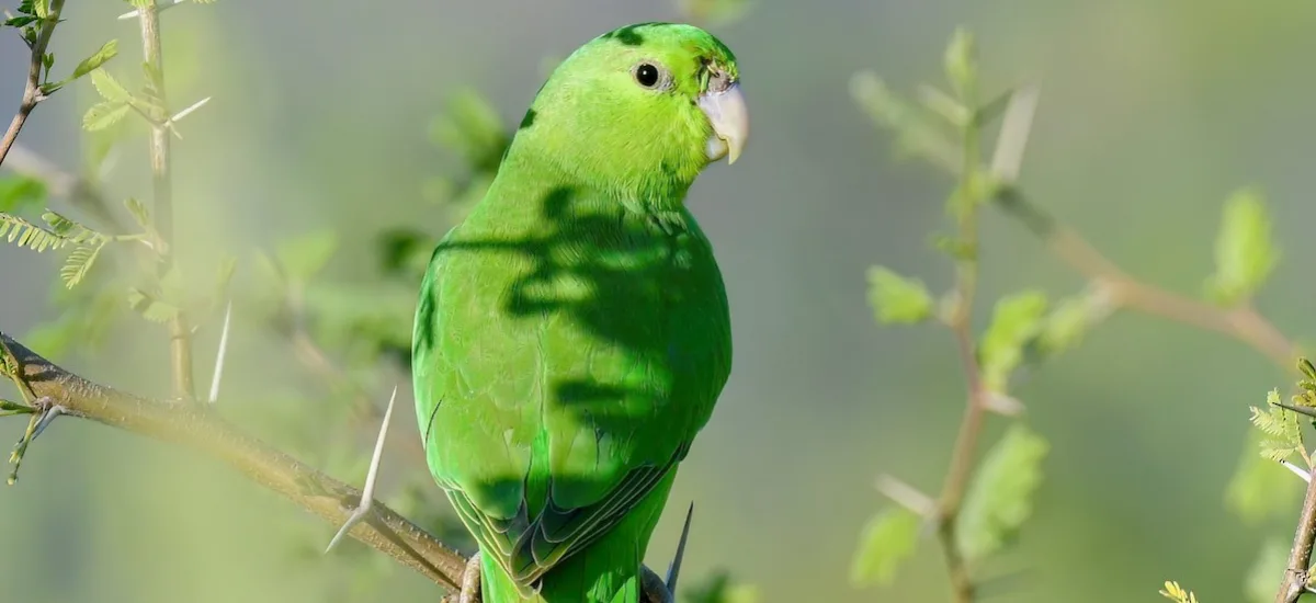Mexican Parrotlet perched on a thorny branch