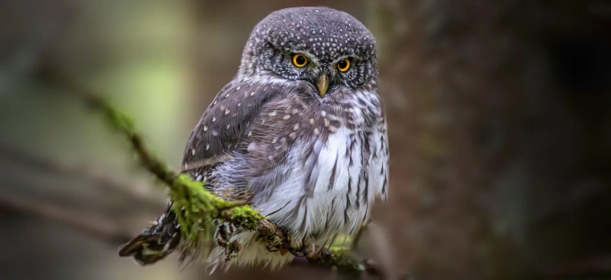 Colima Pygmy-Owl perched on a mossy branch