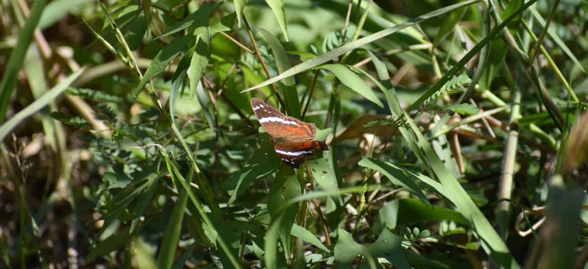 Butterfly resting among grasses along the trail