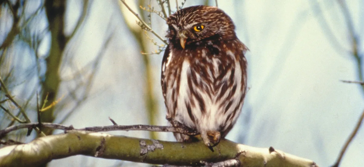 Pygmy owl perched on a branch in the forest