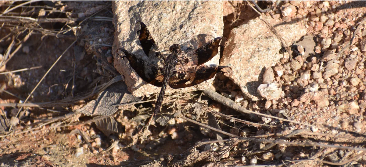 Camouflaged toad among rocks along the trail
