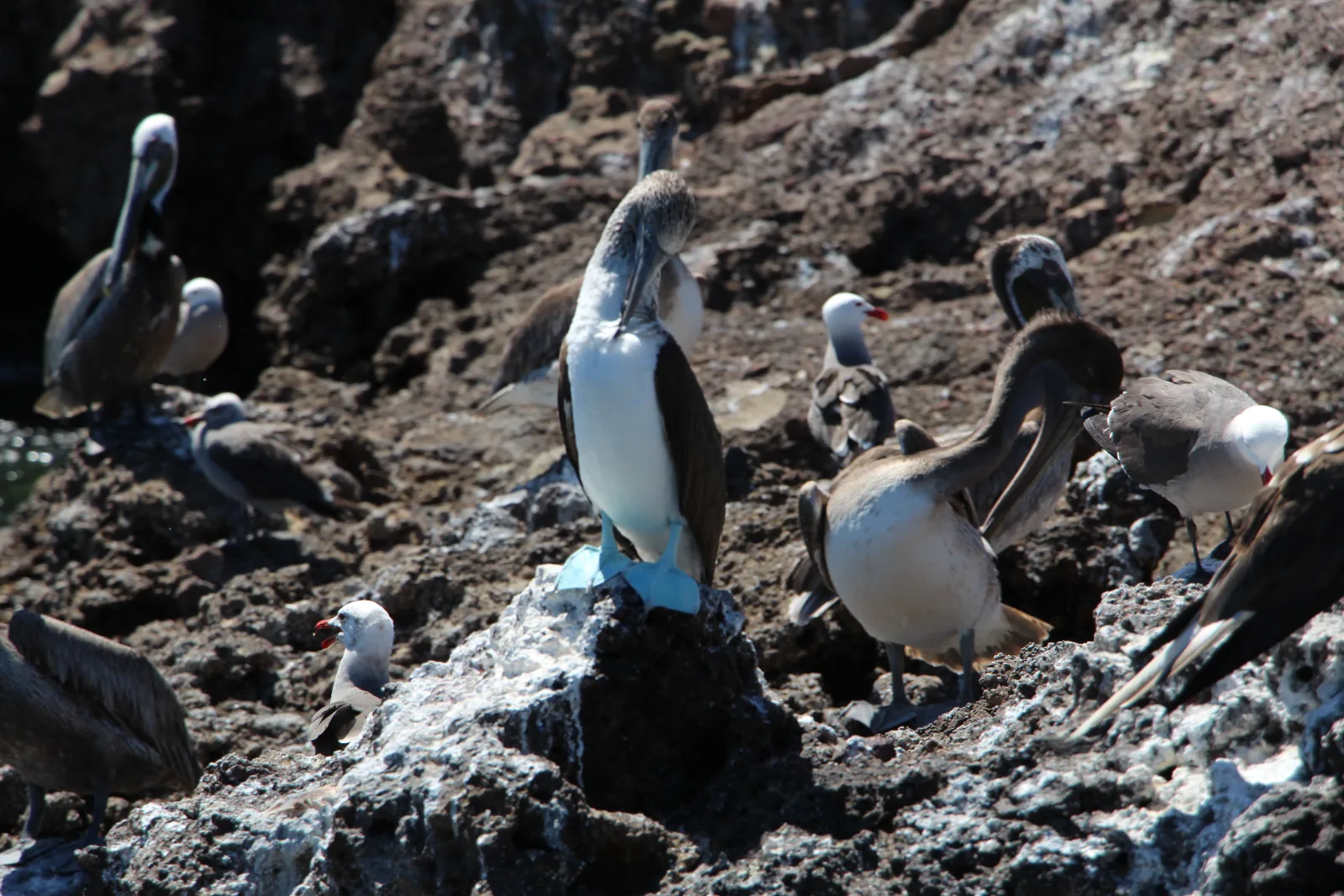 Blue-footed booby at the Marietas Islands