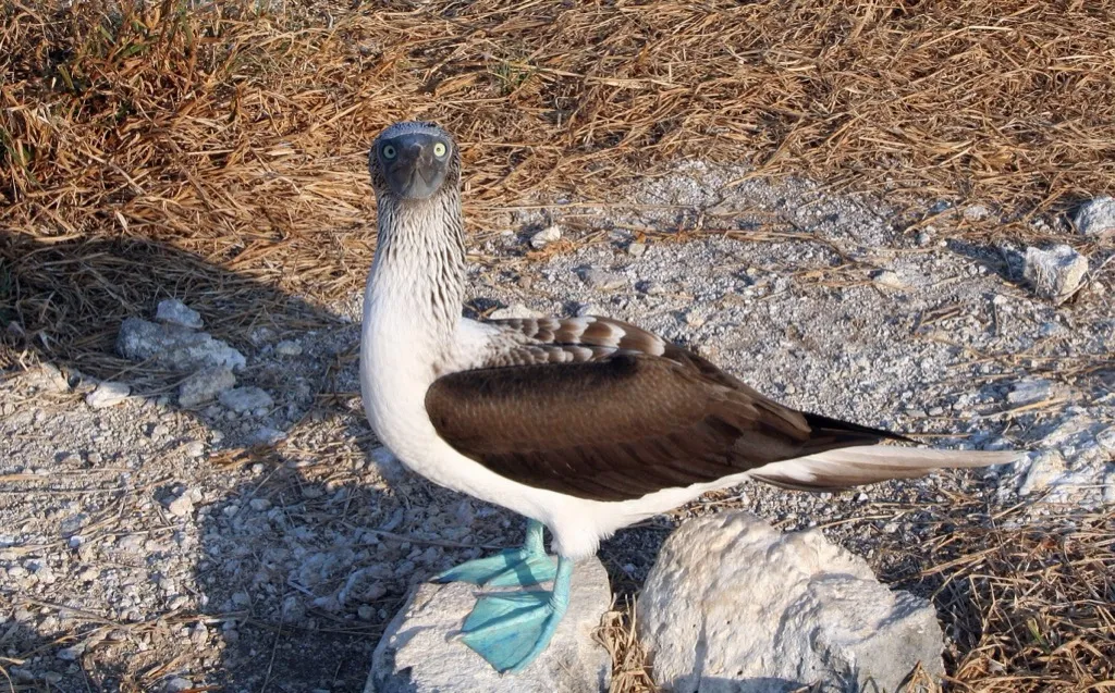 Blue-footed booby standing on the rocks
