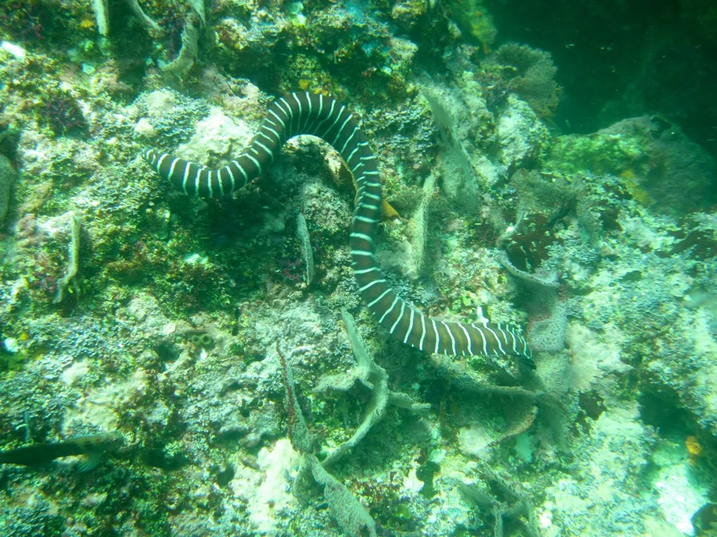 Spotted pufferfish swimming near the reef