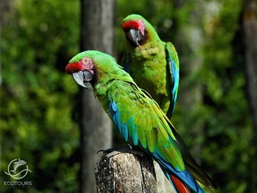 Green Macaw Sanctuary tour near Puerto Vallarta