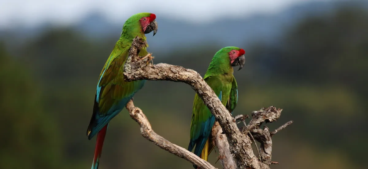 Two military macaws perched together on a branch