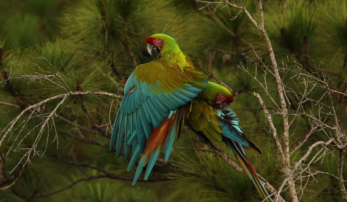 Military macaw landing on a branch beside another, wings spread