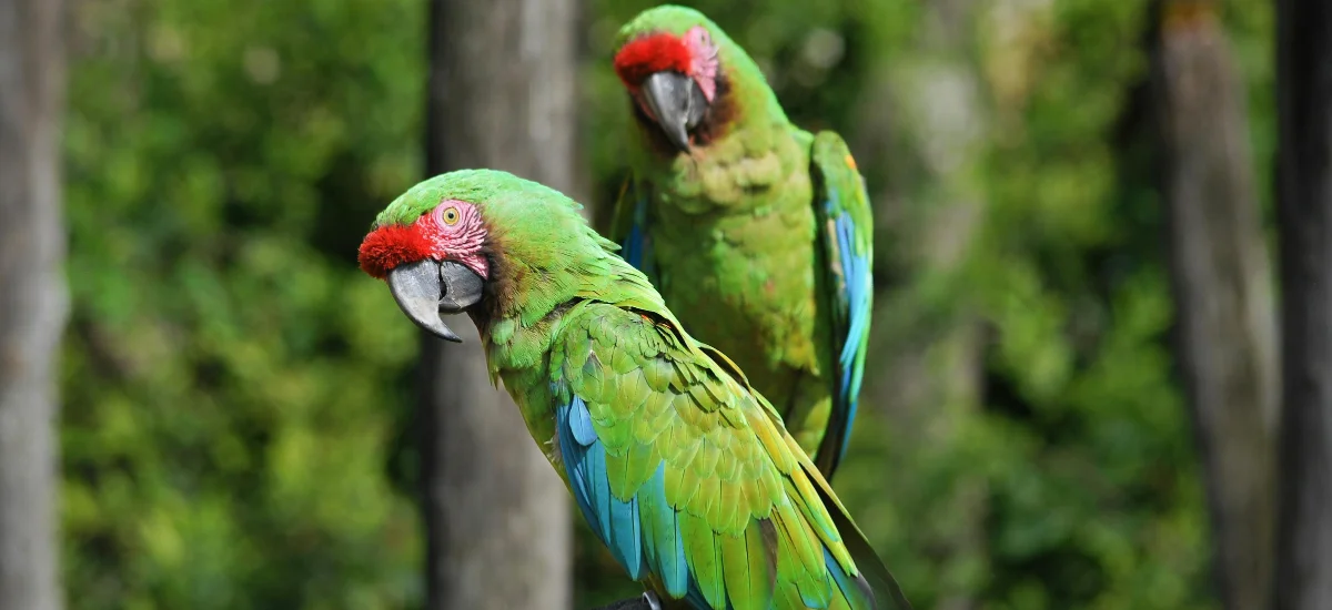 Two military macaws perched in the forest, one leaning down toward the other