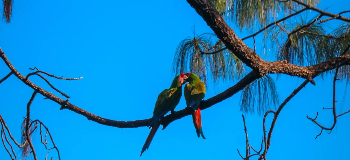 Two military macaws touching beaks on a branch against a blue sky
