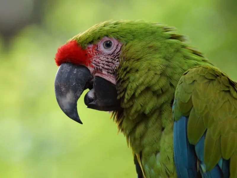 Close-up of a military macaw's head and beak