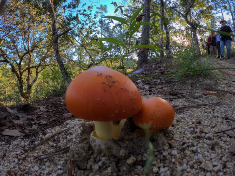 Wild orange mushrooms along the forest trail