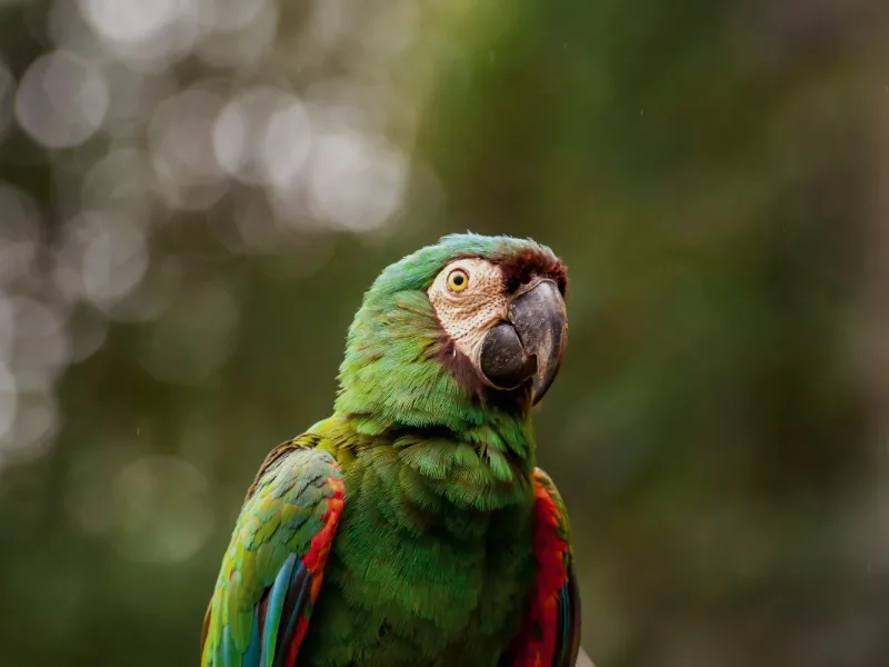 Portrait of a military macaw with a soft, blurred background