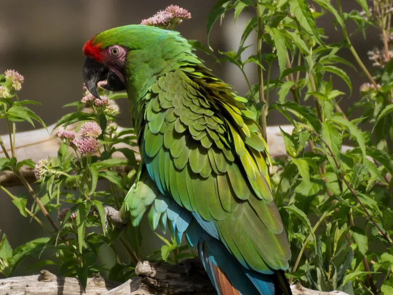 Military macaw perched among wildflowers