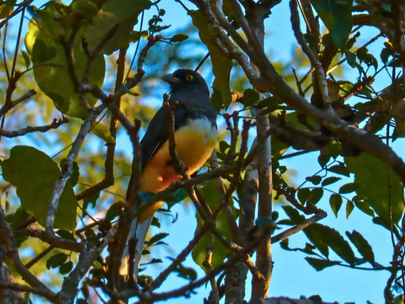 Trogon perched among tree branches