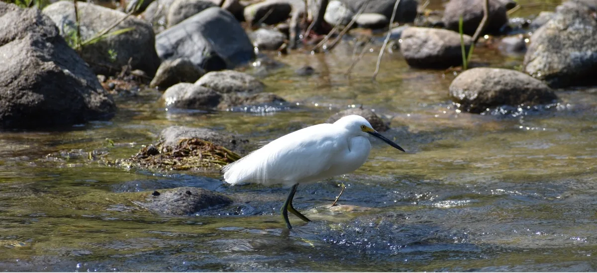 Snowy egret wading through the river at Boca de Tomatlán