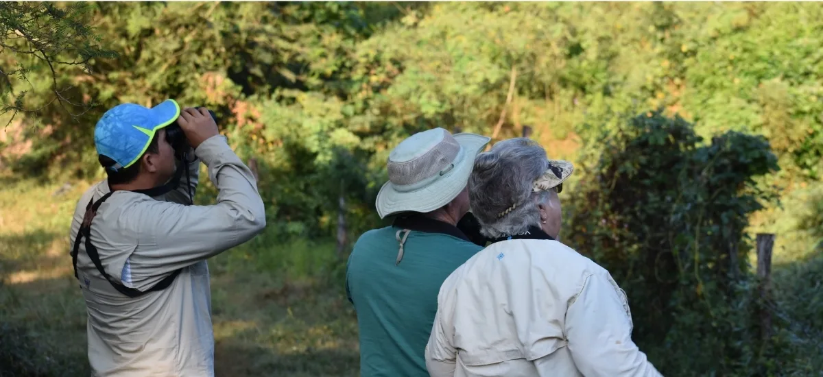 Group birdwatching with binoculars in the pine forest