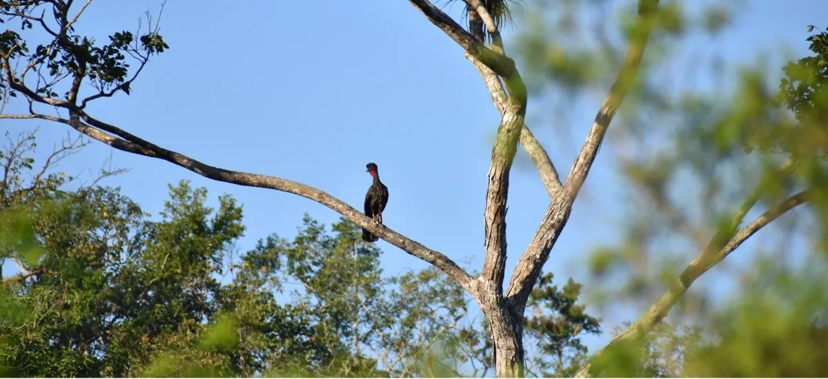 Crested guan in flight over the forest canopy