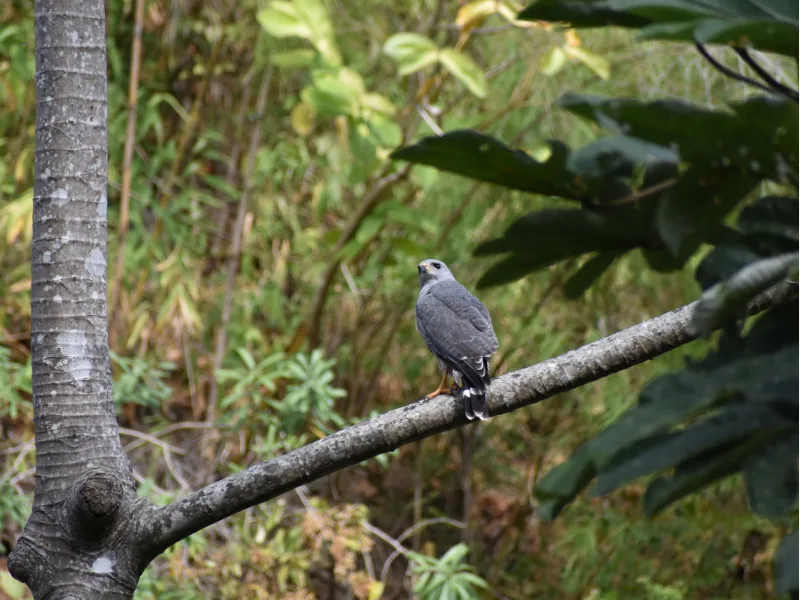 Gray hawk perched on a branch in the forest