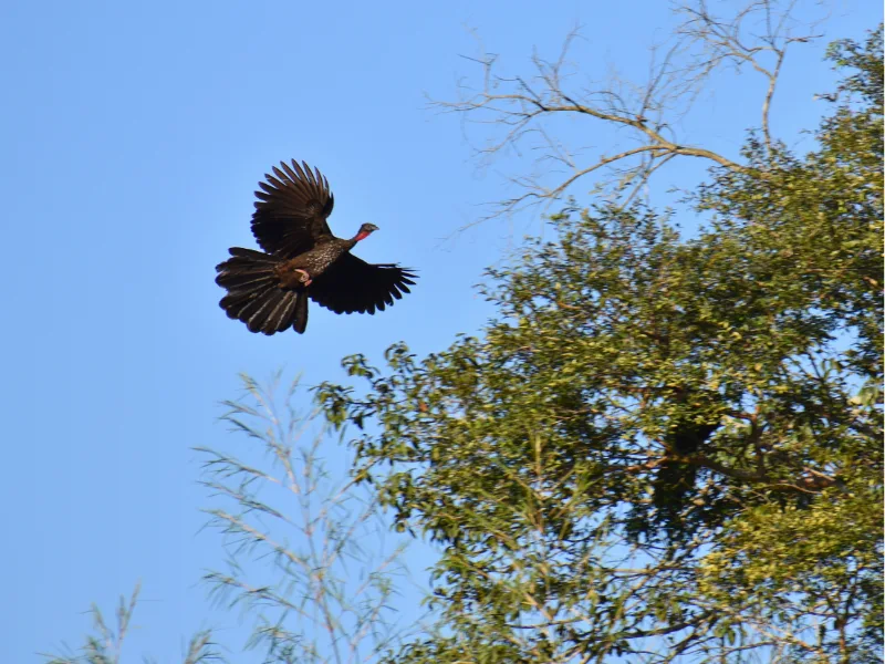 Crested guan taking flight over the trees