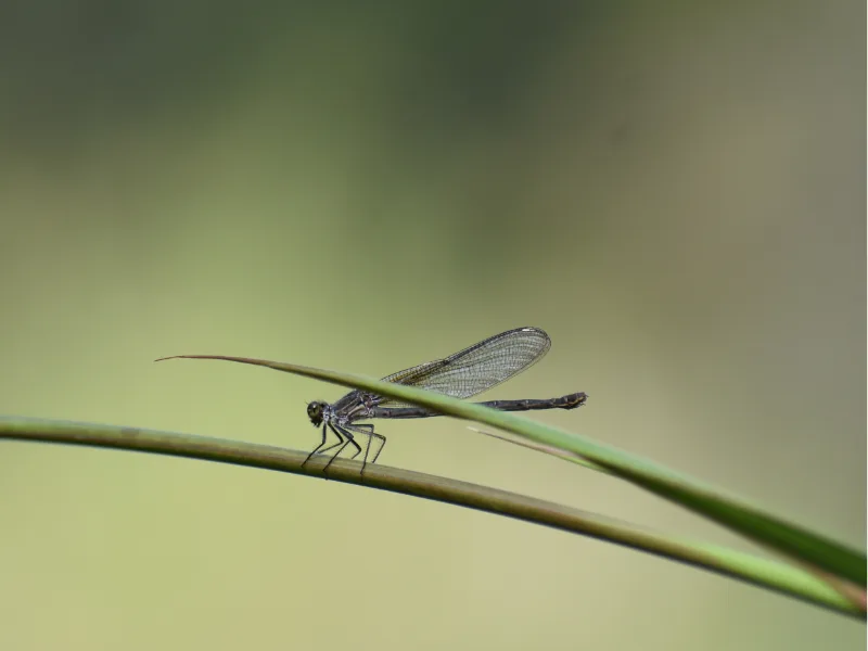 Damselfly resting on a blade of grass