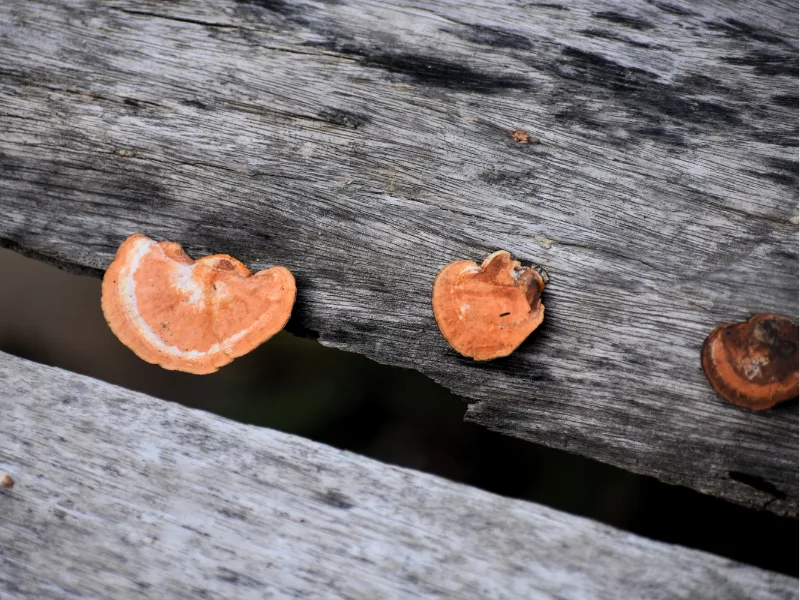 Orange bracket fungi growing on a weathered log