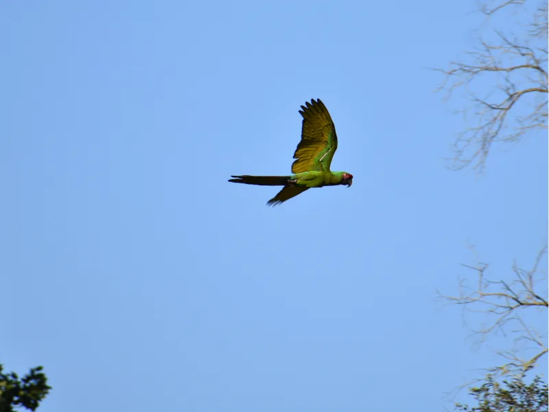 Military macaw in flight against a blue sky