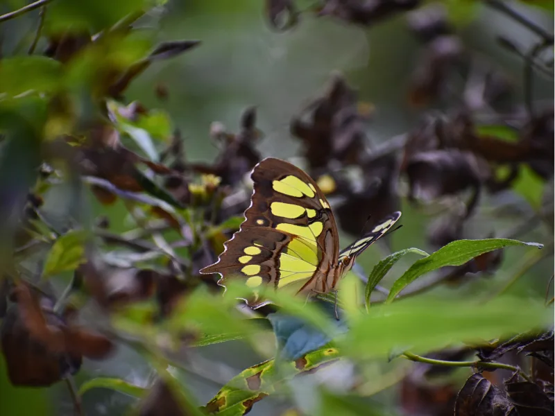 Malachite butterfly resting among leaves